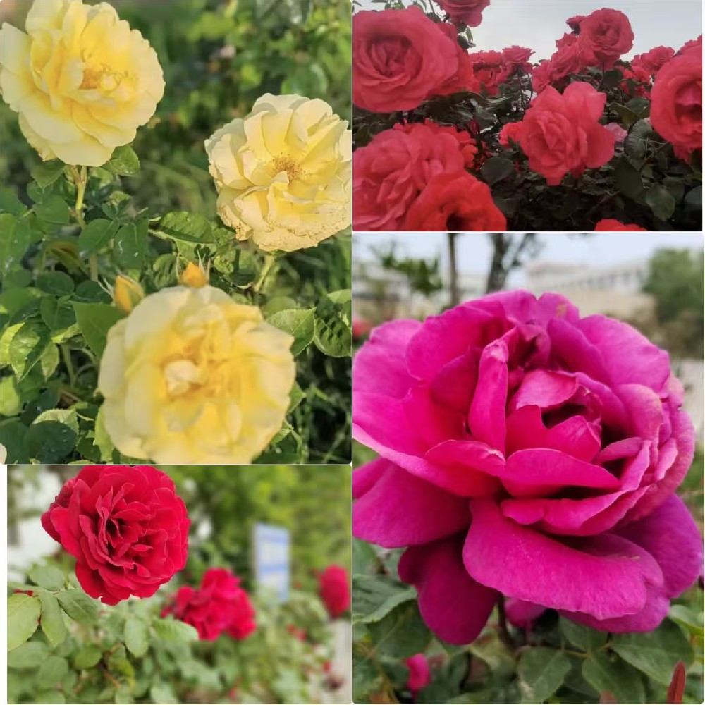 植绿于心 践绿于行｜胜利同邦公司 与您共赴春日之约